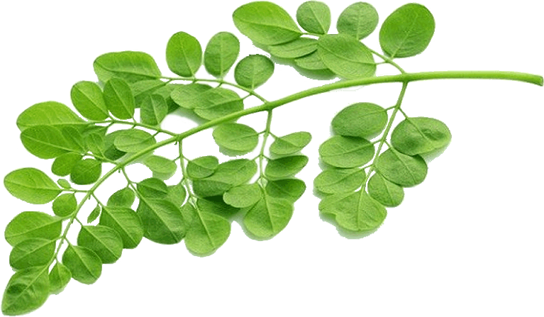 daun kelor