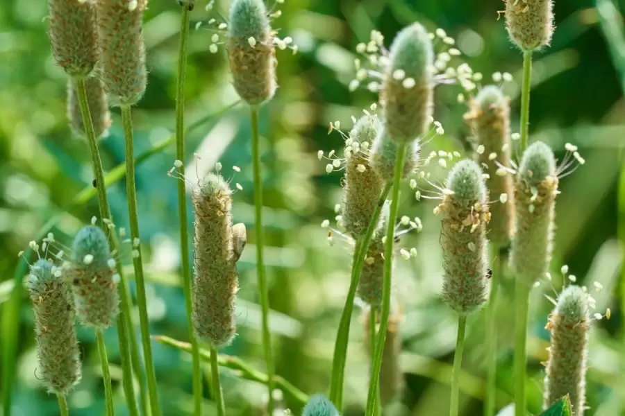 Yuk Kenali Lebih Jauh Apa itu Psyllium Husk