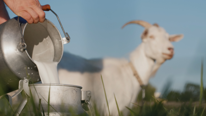Aturan Minum Susu Etawa agar Manfaatnya dapat Dirasakan secara Optimal