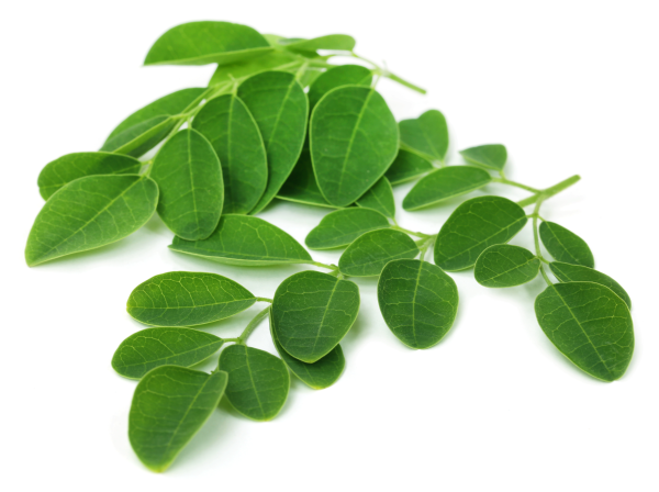 daun kelor latar belakang putih