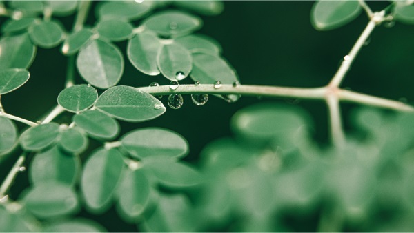 gambar daun kelor
