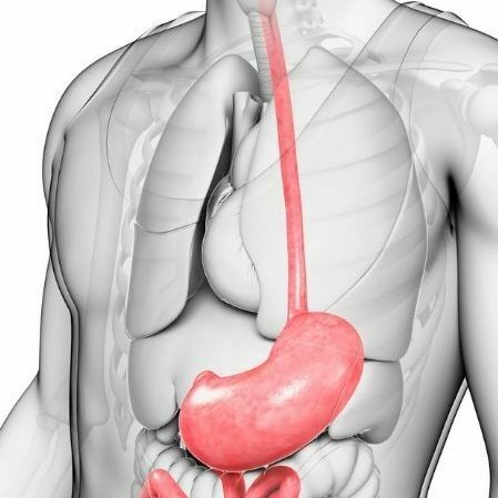 organ lambung