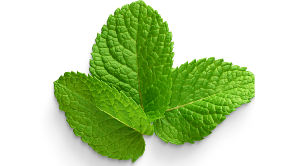 daun mint