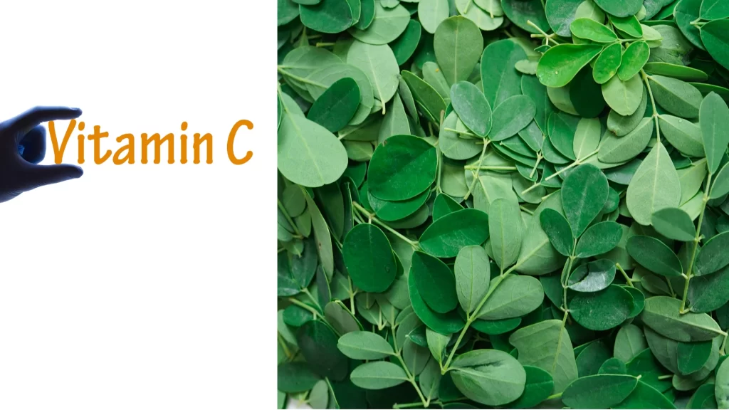 daun_kelor_sumber_vitamin_c