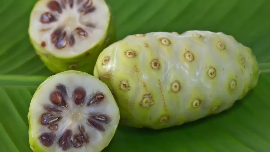 Bahaya Buah Mengkudu Untuk Kesehatan