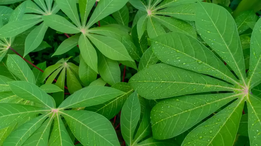 Bolehkah Penderita Asam Lambung Makan Sayur Daun Singkong?