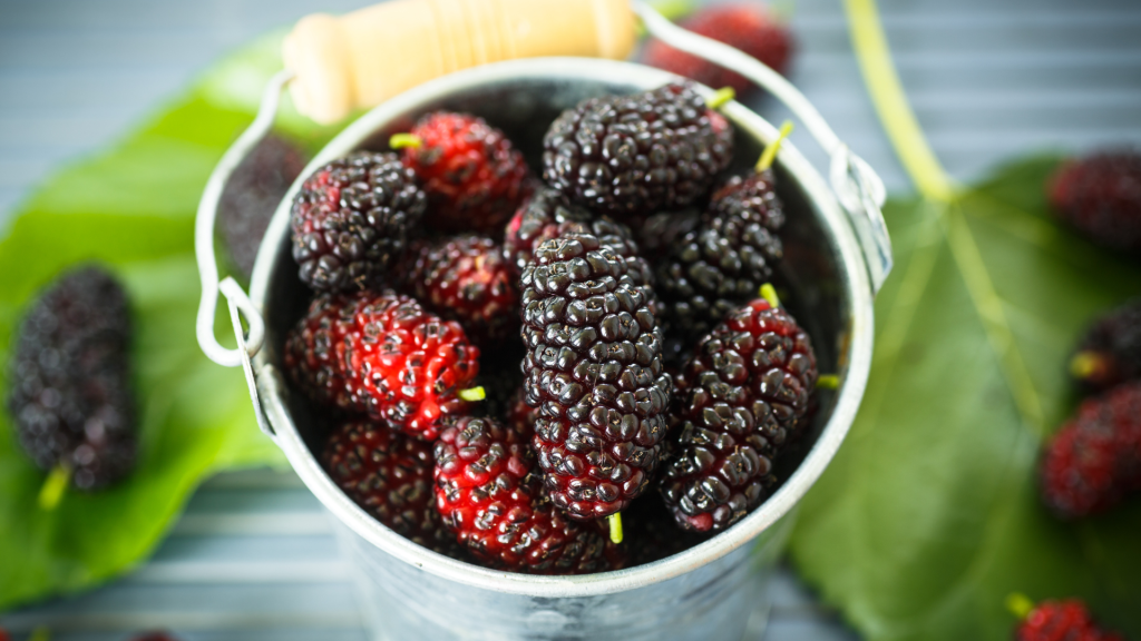 mulberry_zat_besi_tinggi