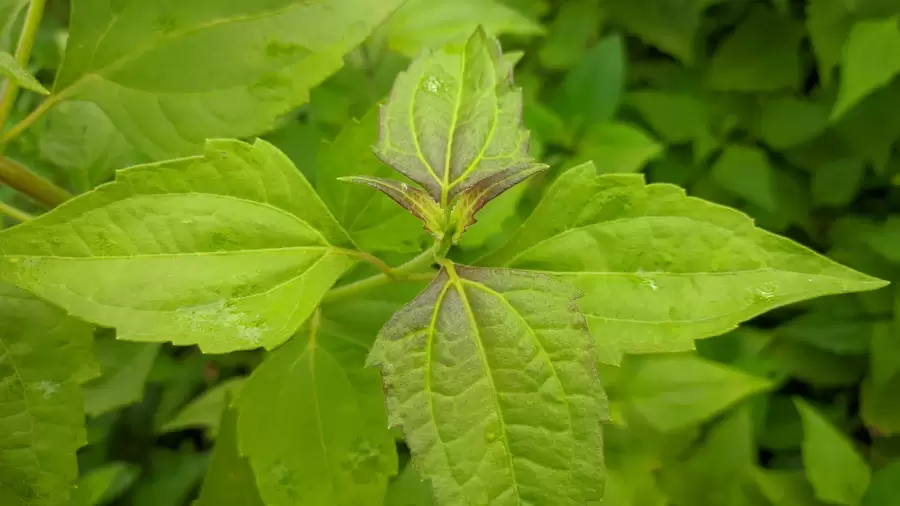 Cara Mengolah Daun Balakacida untuk Asam Lambung