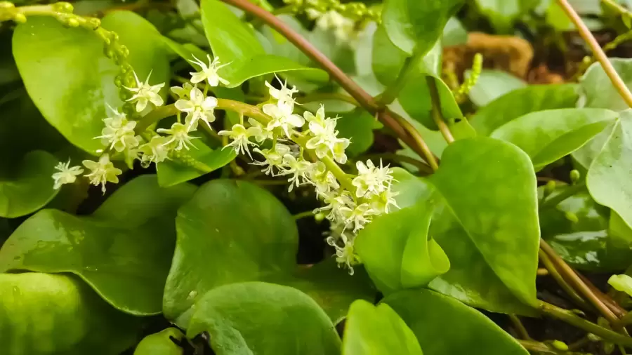 Cara Mengolah Daun Binahong untuk Asam Lambung