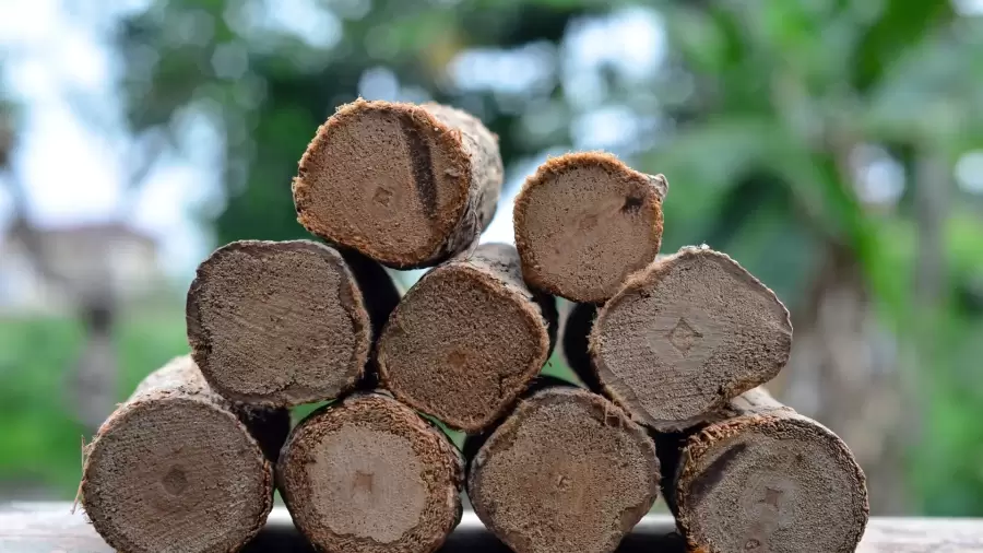 Kayu Bajakah Penyembuhan Alami Asam Lambung Yang Menjanjikan