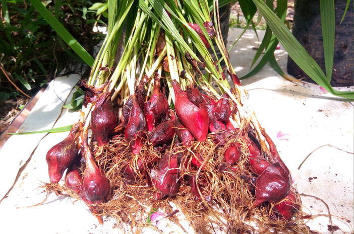 Manfaat Bawang Dayak untuk Kesehatan Lambung