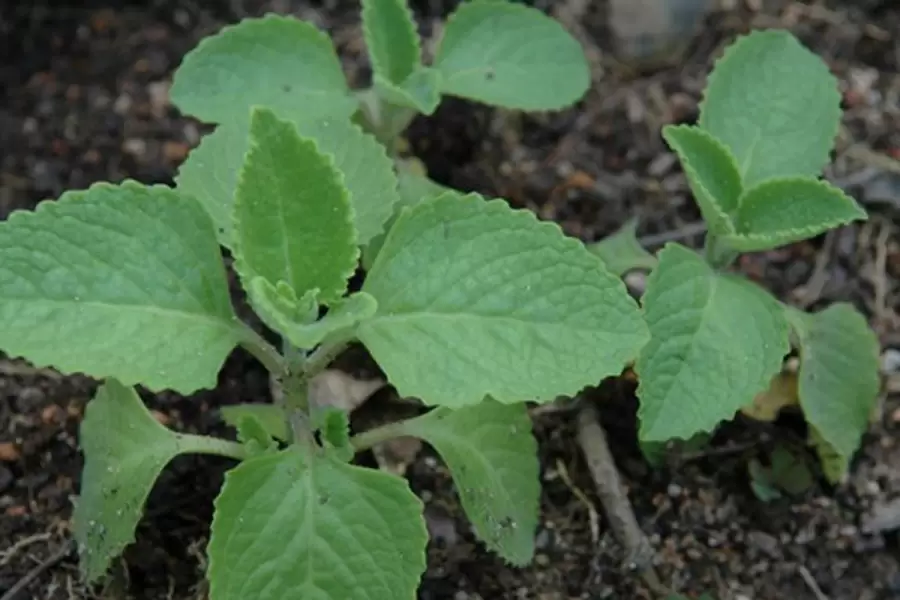 Mengolah Daun Bangun-bangun untuk Menyembuhkan Asam Lambung Sebuah Panduan Lengkap