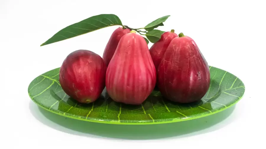 Manfaat Jambu Air untuk Mengatasi Masalah Asam Lambung