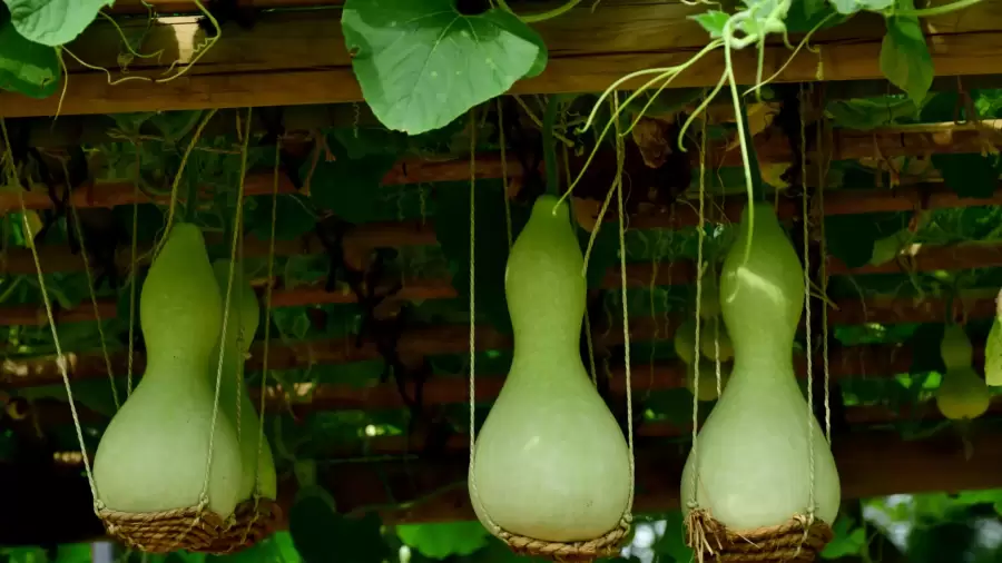 4 Manfaat Labu Air untuk Asam Lambung