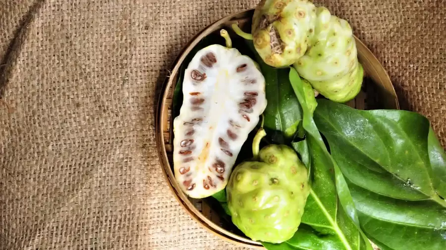 Manfaat Rebusan Daun Mengkudu, Nutrisi serta Penyajian