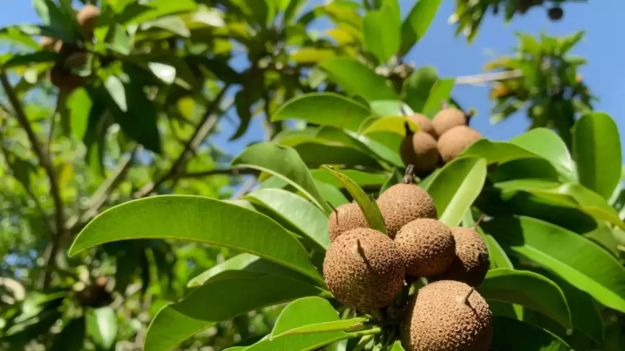 Manfaat Daun Sawo untuk Mengatasi Asam Lambung