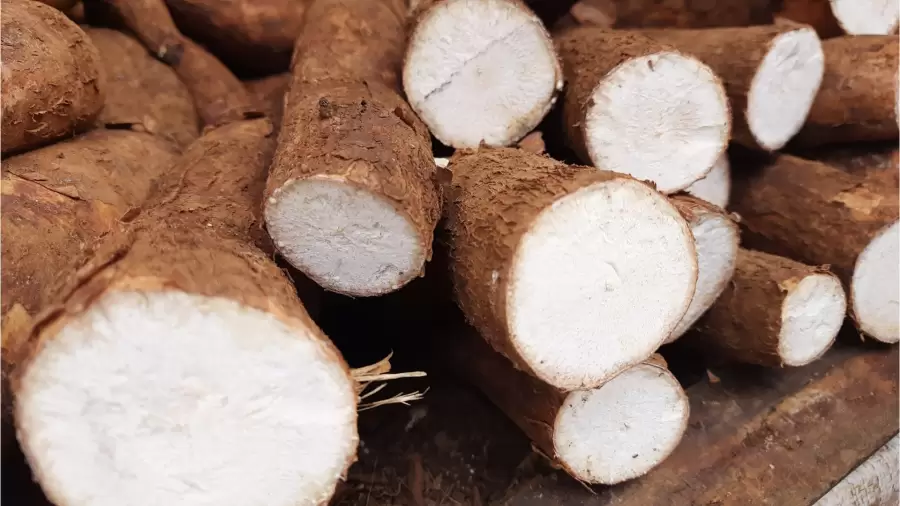 Cara Membuat Air Tajin Singkong untuk Asam Lambung