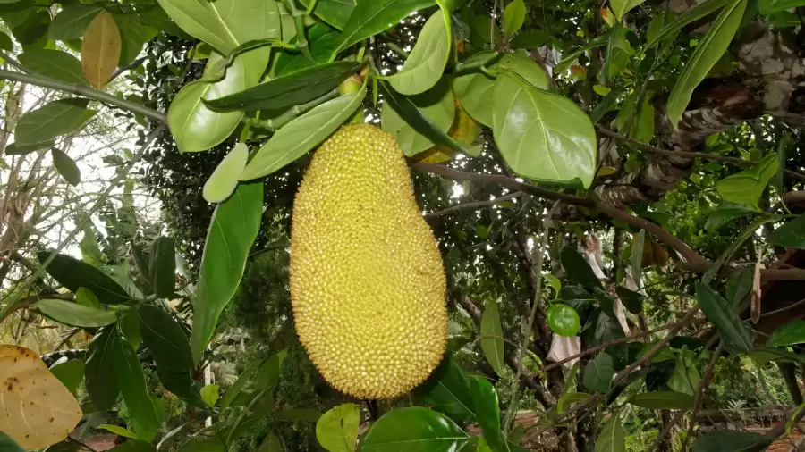 Daun Nangka Kuning untuk Asam Lambung