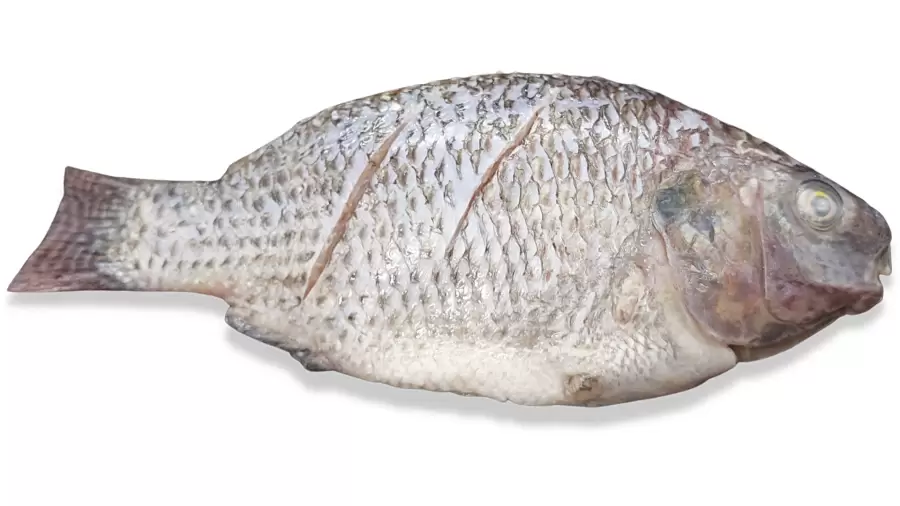Ikan Mujair untuk Asam Lambung, Gizi, Manfaat Serta Pengolahannya