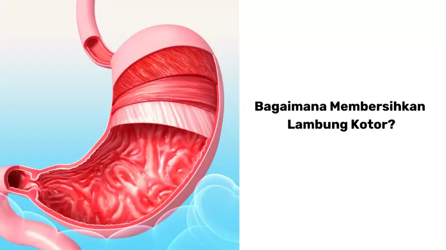 Cara Membersihkan Lambung yang Kotor
