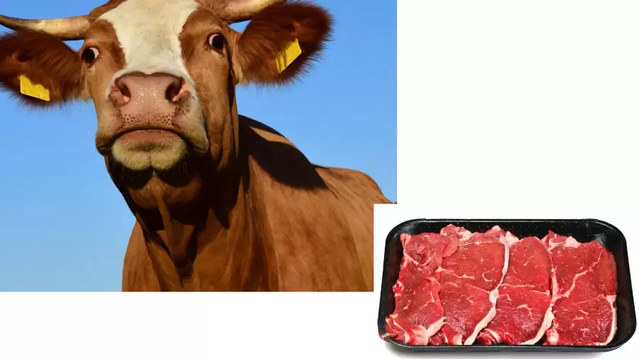 Apakah Asam Lambung Boleh Makan Daging Sapi? Simak Di sini