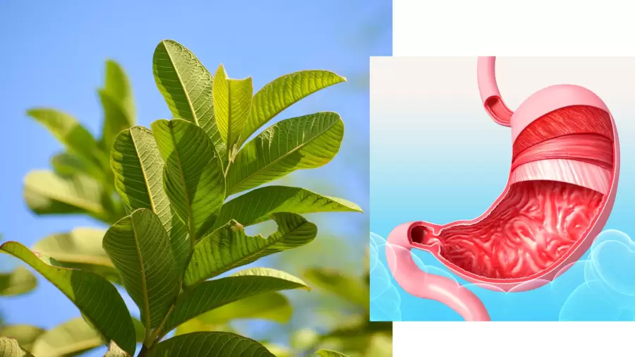 Kenali Cara Mengatasi Asam Lambung dengan Daun Jambu Biji