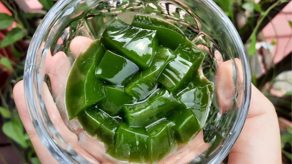 cincau aman untuk asam lambung