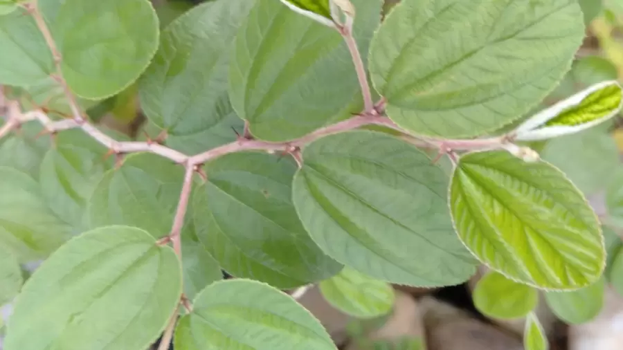 10 Manfaat Daun Bidara untuk Kesehatan