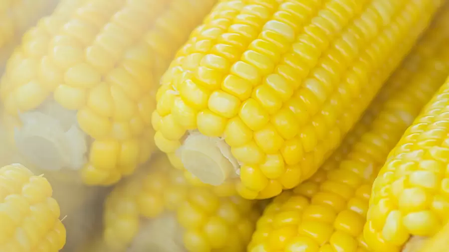 Manfaat Jagung Muda untuk Mengatasi Asam Lambung Berlebih
