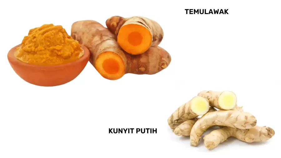 Manfaat Kesehatan Kunyit Putih dan Temulawak untuk Lambung