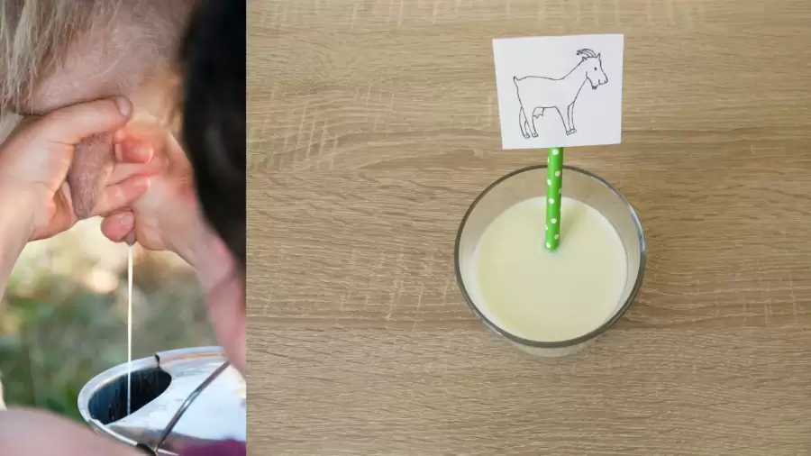 Minum Susu Kambing Sebelum atau Sesudah Makan