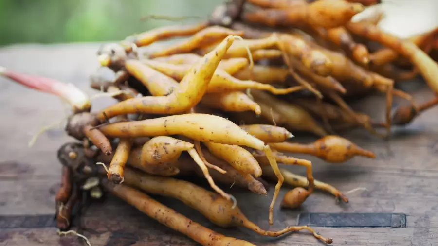 Manfaat Temu Kunci untuk Asam Lambung serta Pengolahannya